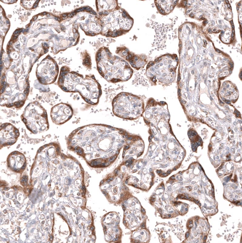IFI27 Antibody (CL14627) - Azide and BSA Free Immunohistochemistry-Paraffin: IFI27 Antibody [NBP3-44299]