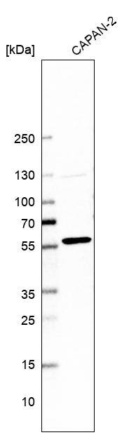 PTEN Antibody (CL11722) - Azide and BSA Free Western Blot: PTEN Antibody [NBP3-44313]