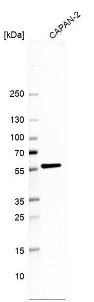 PTEN Antibody (CL11723) - Azide and BSA Free Western Blot: PTEN Antibody [NBP3-44314]