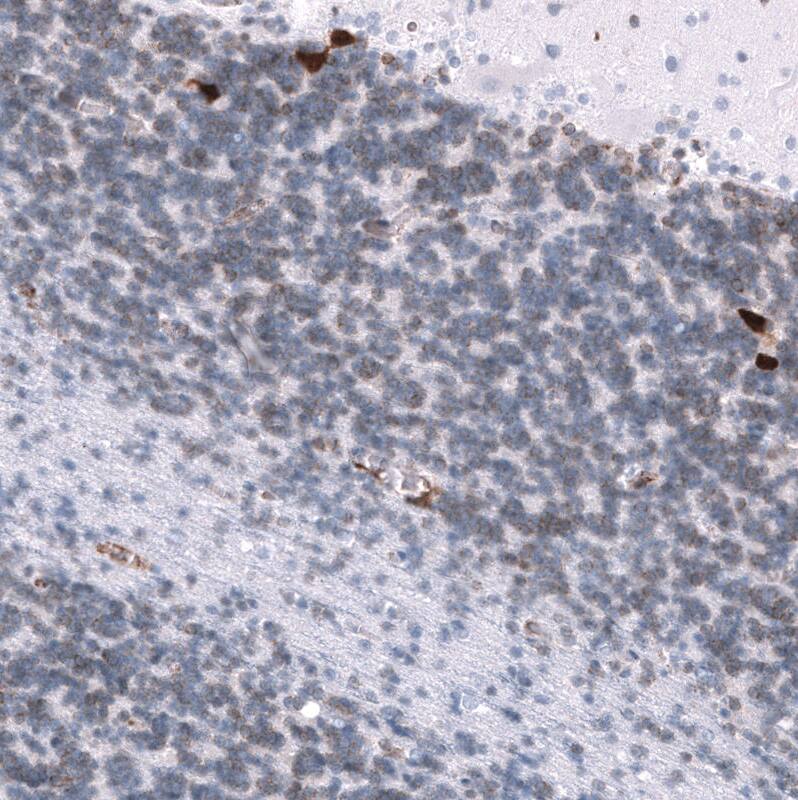 ELAVL2 Antibody (CL15323) - Azide and BSA Free Immunohistochemistry-Paraffin: ELAVL2 Antibody [NBP3-44321]