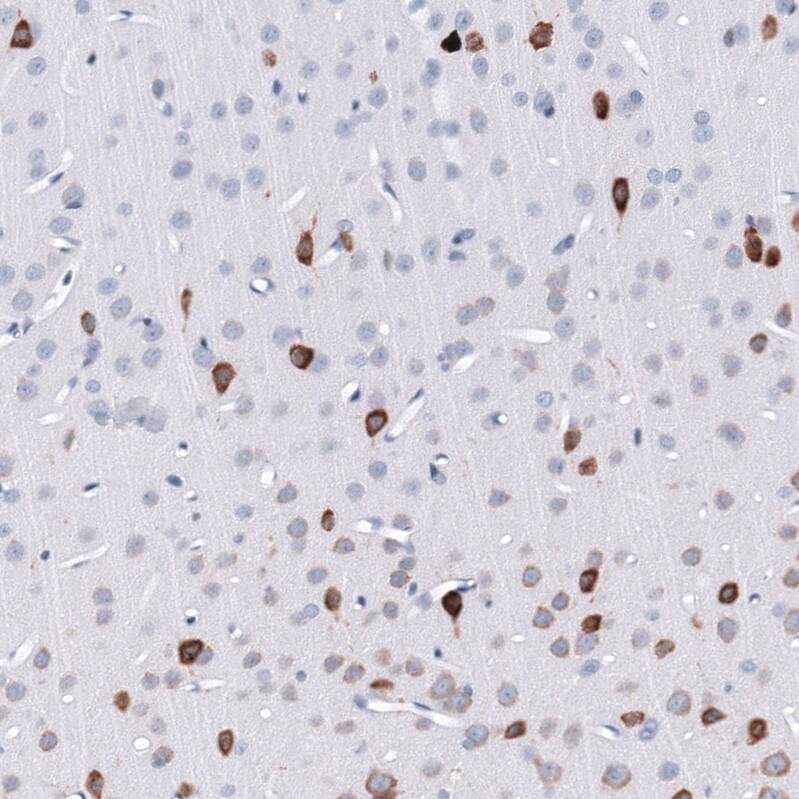ELAVL2 Antibody (CL15323) - Azide and BSA Free Immunohistochemistry-Paraffin: ELAVL2 Antibody [NBP3-44321]