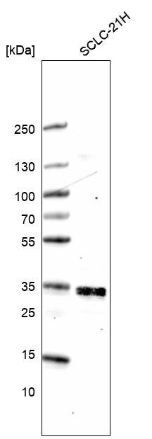 ELAVL2 Antibody (CL15323) - Azide and BSA Free Western Blot: ELAVL2 Antibody [NBP3-44321]