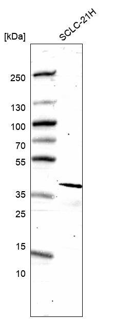 ELAVL2 Antibody (CL15329) - Azide and BSA Free Western Blot: ELAVL2 Antibody [NBP3-44322]