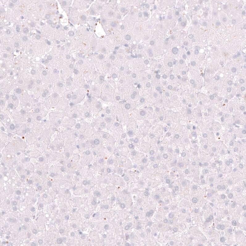 ELAVL2 Antibody (CL15329) - Azide and BSA Free Immunohistochemistry-Paraffin: ELAVL2 Antibody [NBP3-44322]