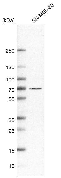 GPR97 Antibody (CL11463) - Azide and BSA Free Western Blot: GPR97 Antibody [NBP3-44332]