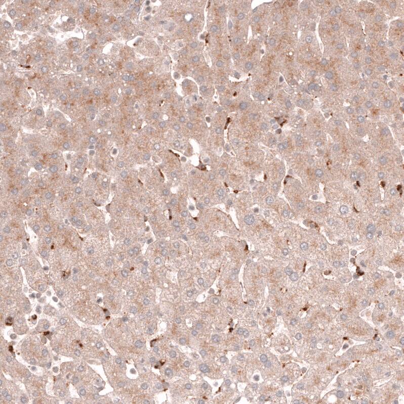 Porimin Antibody (CL14381) - Azide and BSA Free Immunohistochemistry-Paraffin: Porimin Antibody [NBP3-44335]