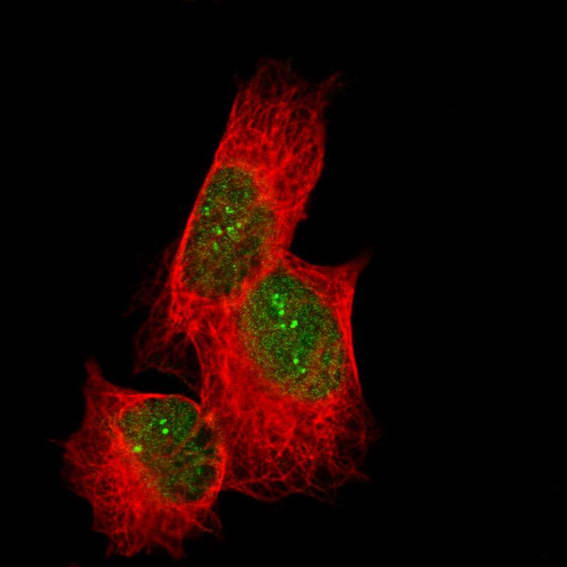 CDC2L6 Antibody (CL14114) - Azide and BSA Free Immunocytochemistry/ Immunofluorescence: CDC2L6 Antibody [NBP3-44338]