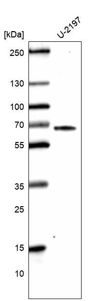 CDC2L6 Antibody (CL14116) - Azide and BSA Free Western Blot: CDC2L6 Antibody [NBP3-44339]