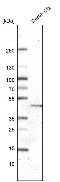 GPR88 Antibody (CL15190) - Azide and BSA Free Western Blot: GPR88 Antibody [NBP3-44340]