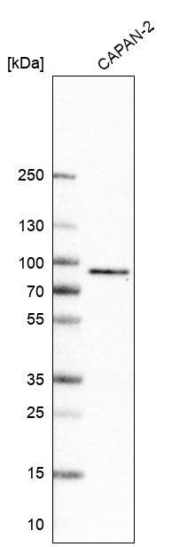 TCF7L2 Antibody (CL11547) - Azide and BSA Free Western Blot: TCF7L2 Antibody [NBP3-44344]
