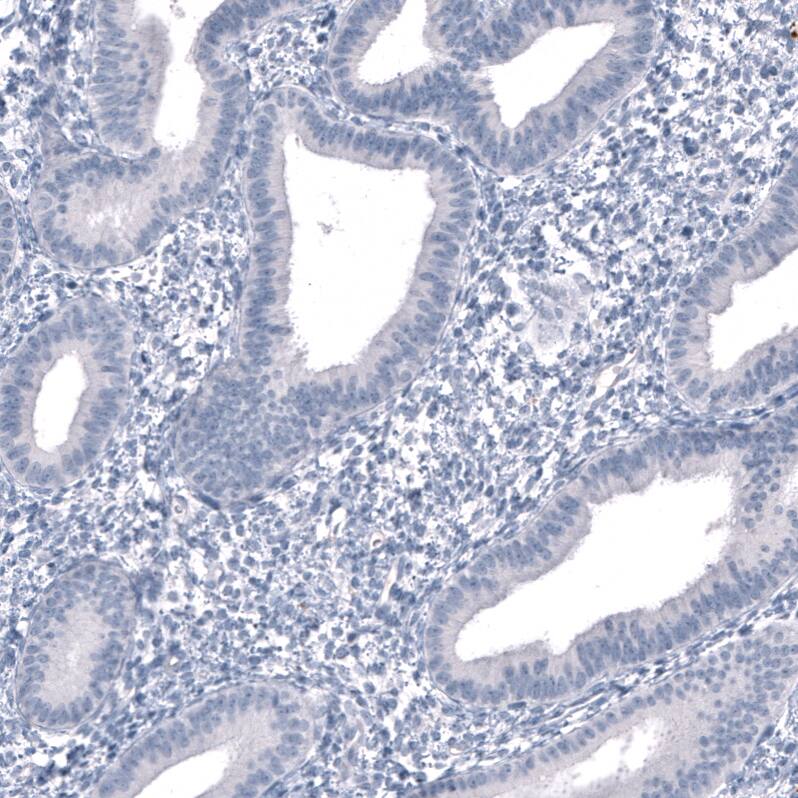 SALL4 Antibody (CL12183) - Azide and BSA Free Immunohistochemistry-Paraffin: SALL4 Antibody [NBP3-44348]