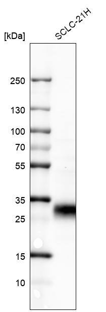 GITR/TNFRSF18 Antibody (CL7787) - Azide and BSA Free Western Blot: GITR/TNFRSF18 Antibody [NBP3-44349]