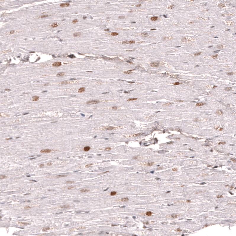 KLF2 Antibody (CL14502) - Azide and BSA Free Immunohistochemistry-Paraffin: KLF2 Antibody [NBP3-44350]
