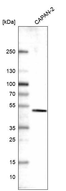 KLF2 Antibody (CL14502) - Azide and BSA Free Western Blot: KLF2 Antibody [NBP3-44350]
