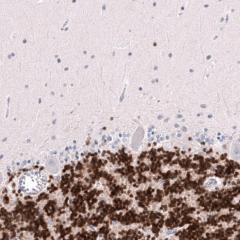 RBFOX3/NeuN Antibody (CL11892) - Azide and BSA Free Immunohistochemistry-Paraffin: RBFOX3/NeuN Antibody [NBP3-44354]