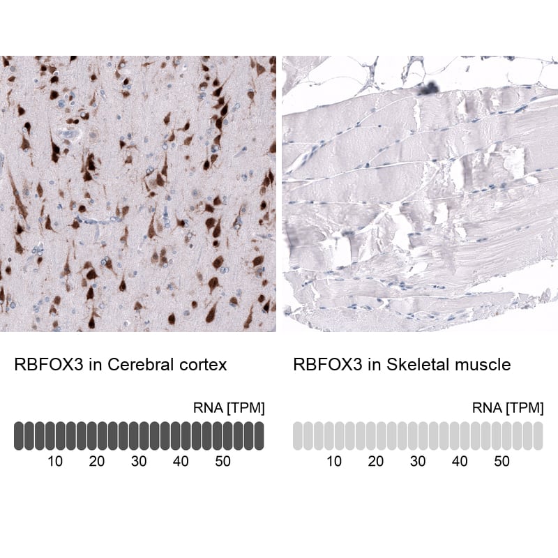 RBFOX3/NeuN Antibody (CL11892) - Azide and BSA Free Immunohistochemistry-Paraffin: RBFOX3/NeuN Antibody [NBP3-44354]