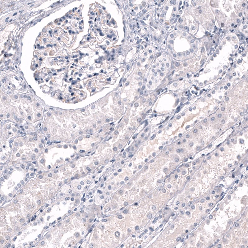 RBFOX3/NeuN Antibody (CL11892) - Azide and BSA Free Immunohistochemistry-Paraffin: RBFOX3/NeuN Antibody [NBP3-44354]