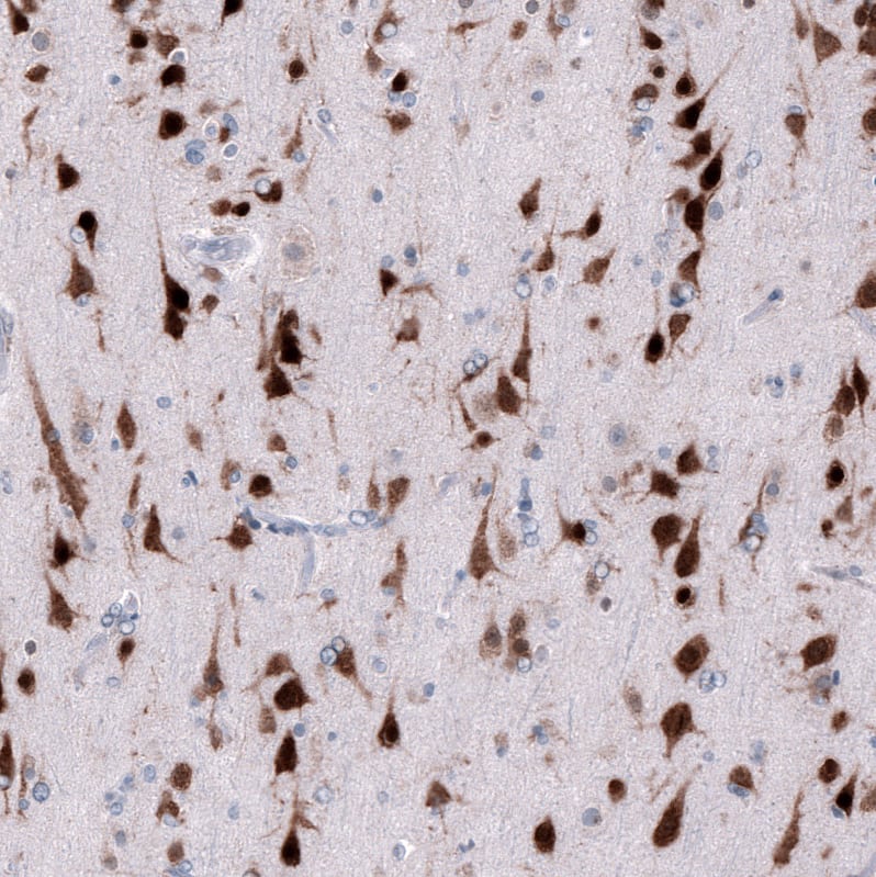 RBFOX3/NeuN Antibody (CL11892) - Azide and BSA Free Immunohistochemistry-Paraffin: RBFOX3/NeuN Antibody [NBP3-44354]