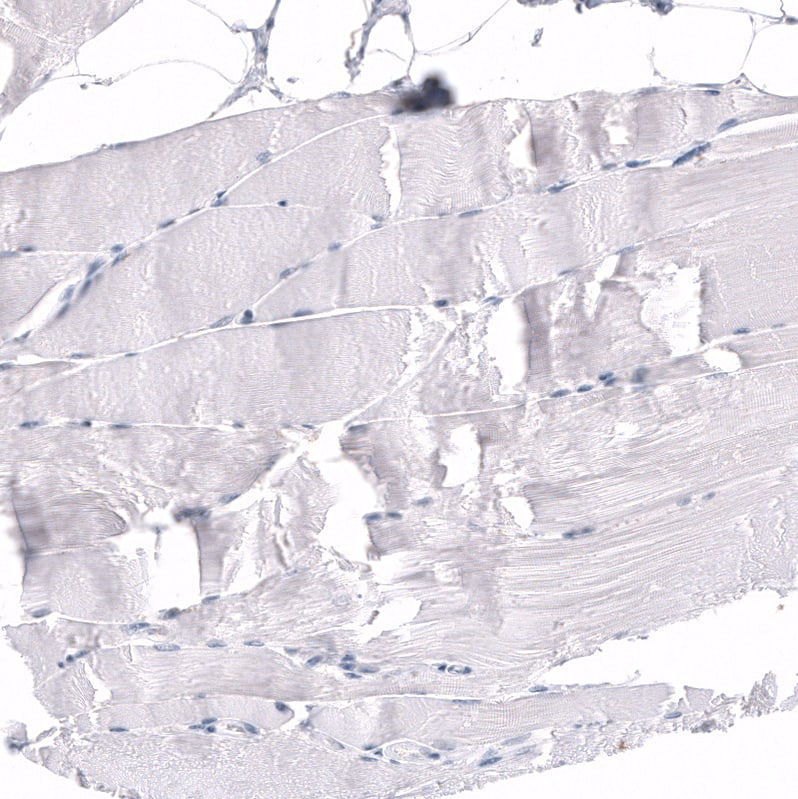 RBFOX3/NeuN Antibody (CL11892) - Azide and BSA Free Immunohistochemistry-Paraffin: RBFOX3/NeuN Antibody [NBP3-44354]