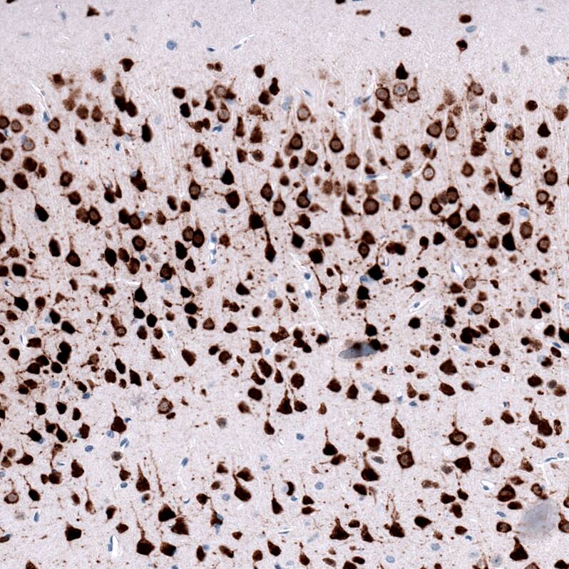 RBFOX3/NeuN Antibody (CL11892) - Azide and BSA Free Immunohistochemistry-Paraffin: RBFOX3/NeuN Antibody [NBP3-44354]