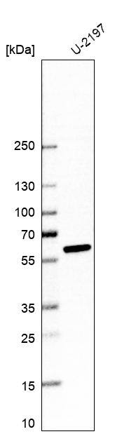 ALDH1A3 Antibody (CL11968) - Azide and BSA Free Western Blot: ALDH1A3 Antibody [NBP3-44356]