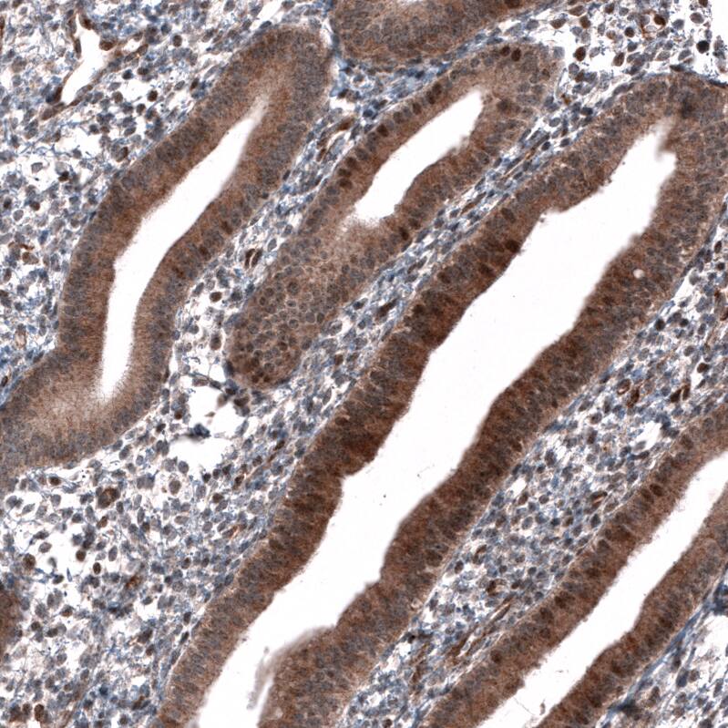 ID1 Antibody (CL11995) - Azide and BSA Free Immunohistochemistry-Paraffin: ID1 Antibody [NBP3-44357]