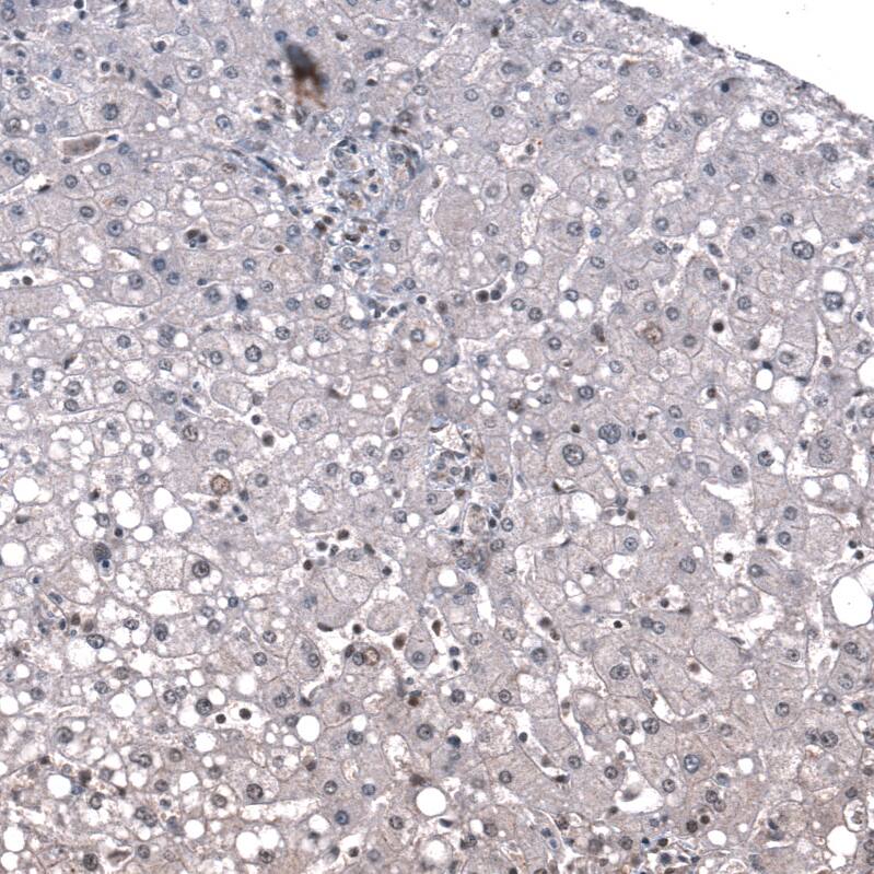 ID1 Antibody (CL11995) - Azide and BSA Free Immunohistochemistry-Paraffin: ID1 Antibody [NBP3-44357]