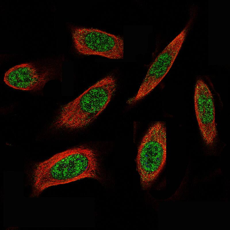 ID1 Antibody (CL11995) - Azide and BSA Free Immunocytochemistry/ Immunofluorescence: ID1 Antibody [NBP3-44357]