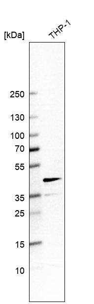 Chitinase 3-like 1/YKL-40 Antibody (CL12314) - Azide and BSA Free Western Blot: Chitinase 3-like 1/YKL-40 Antibody [NBP3-44361]