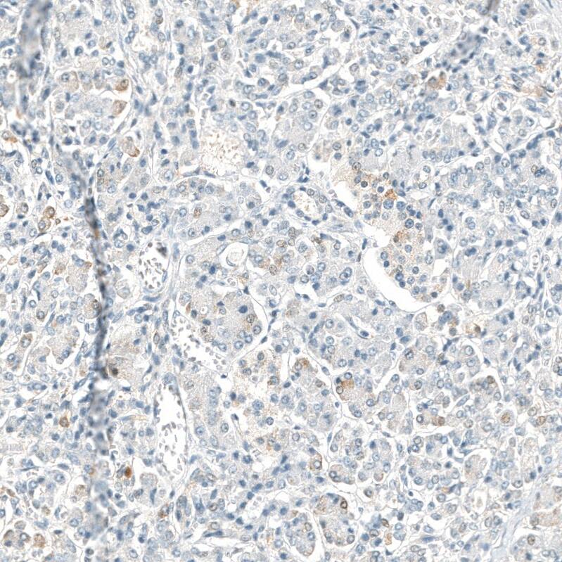 Neprilysin/CD10 Antibody (CL12448) - Azide and BSA Free Immunohistochemistry-Paraffin: Neprilysin/CD10 Antibody [NBP3-44364]