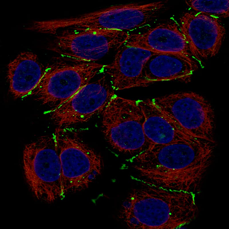 Claudin-3 Antibody (CL13130) - Azide and BSA Free Immunocytochemistry/ Immunofluorescence: Claudin-3 Antibody [NBP3-44366]