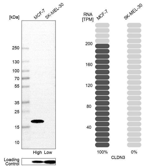 Claudin-3 Antibody (CL13130) - Azide and BSA Free Western Blot: Claudin-3 Antibody [NBP3-44366]