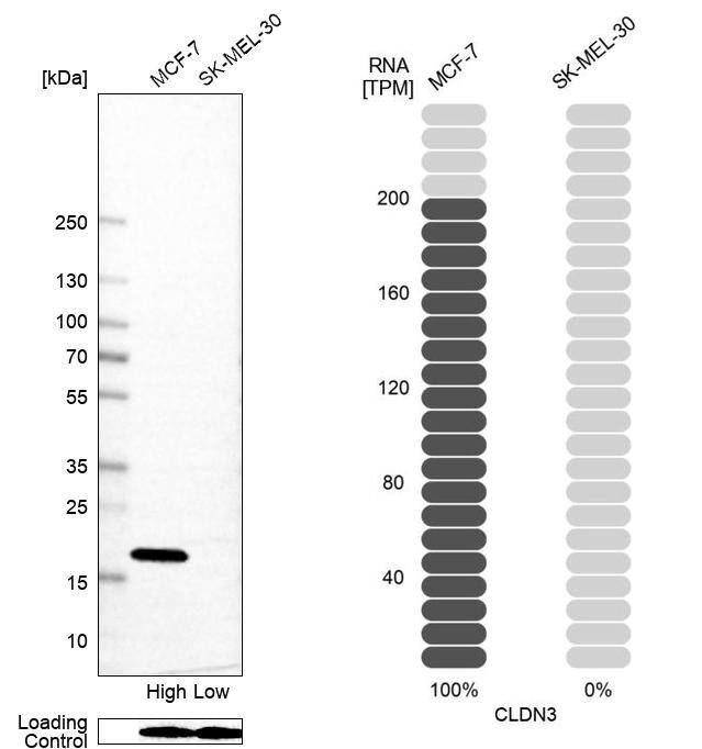 Claudin-3 Antibody (CL13129) - Azide and BSA Free Western Blot: Claudin-3 Antibody [NBP3-44367]