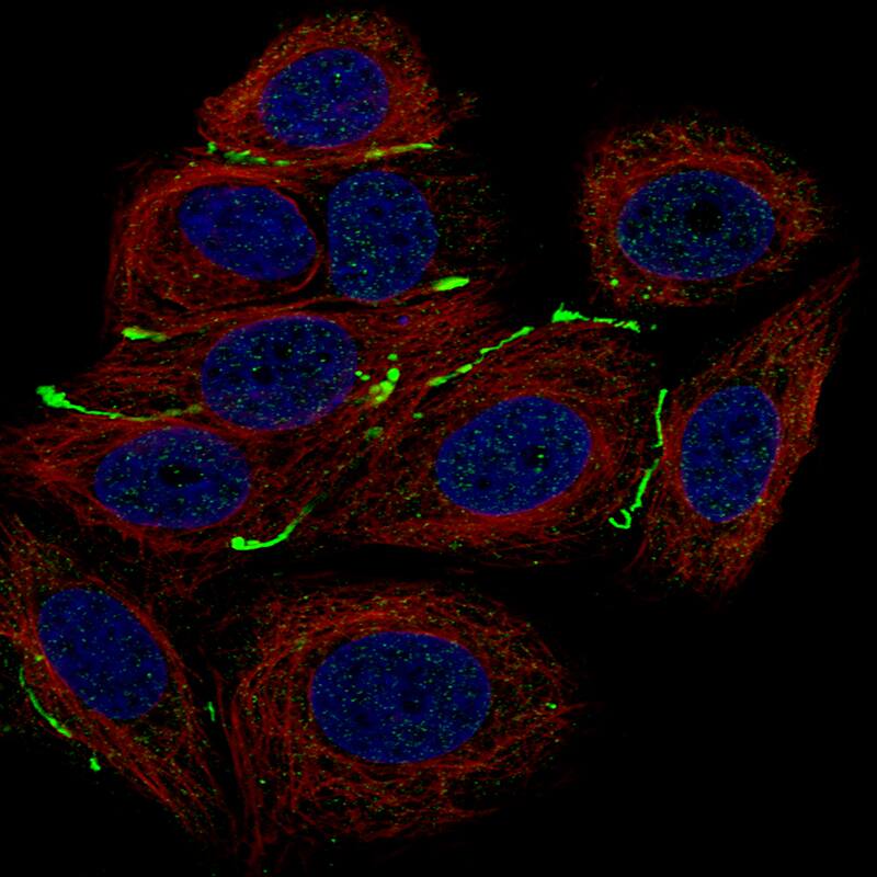 Claudin-3 Antibody (CL13129) - Azide and BSA Free Immunocytochemistry/ Immunofluorescence: Claudin-3 Antibody [NBP3-44367]