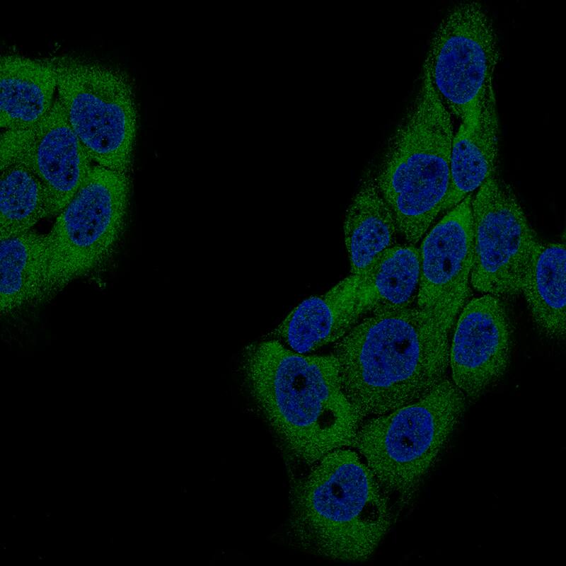 GSPT1 Antibody (CL13336) - Azide and BSA Free Immunocytochemistry/ Immunofluorescence: GSPT1 Antibody [NBP3-44372]