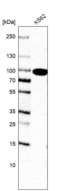 GSPT1 Antibody (CL13336) - Azide and BSA Free Western Blot: GSPT1 Antibody [NBP3-44372]