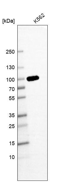 GSPT1 Antibody (CL13332) - Azide and BSA Free Western Blot: GSPT1 Antibody [NBP3-44373]