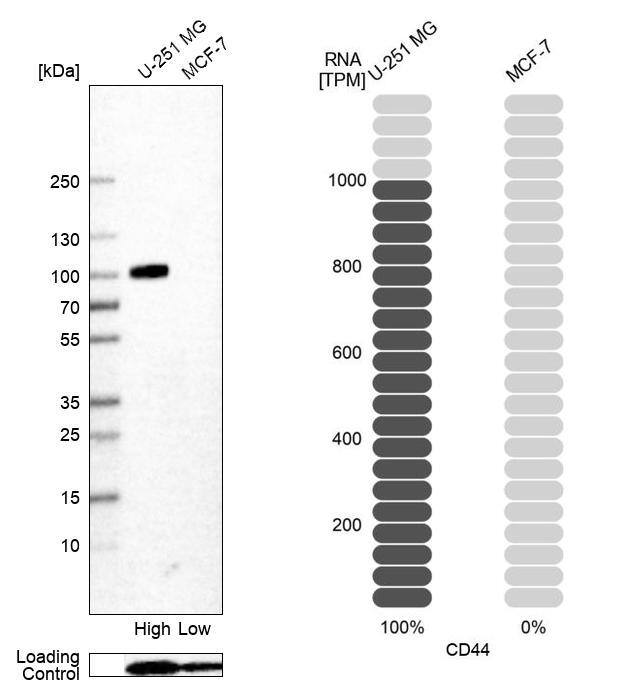 CD44 Antibody (CL13328) - Azide and BSA Free Western Blot: CD44 Antibody [NBP3-44374]