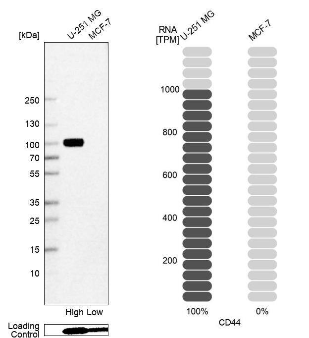 CD44 Antibody (CL13324) - Azide and BSA Free Western Blot: CD44 Antibody [NBP3-44375]
