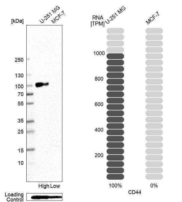 CD44 Antibody (CL13319) - Azide and BSA Free Western Blot: CD44 Antibody [NBP3-44376]