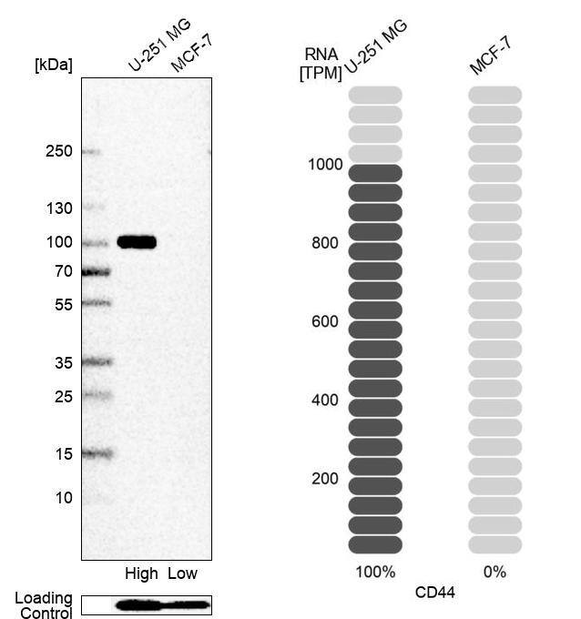 CD44 Antibody (CL13318) - Azide and BSA Free Western Blot: CD44 Antibody [NBP3-44377]