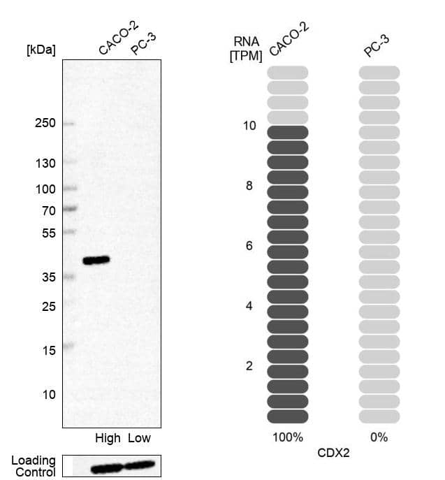 CDX2 Antibody (CL12974) - Azide and BSA Free Western Blot: CDX2 Antibody [NBP3-44391]