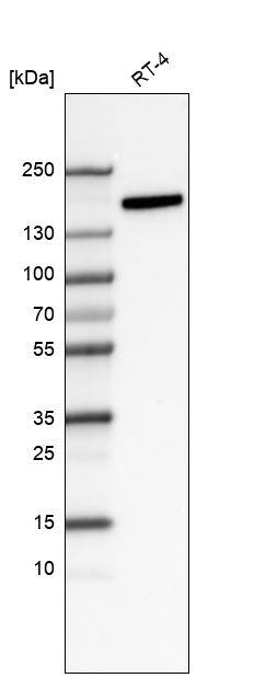 Integrin alpha 2/CD49b Antibody (CL7318) - Azide and BSA Free Western Blot: Integrin alpha 2/CD49b Antibody [NBP3-44393]