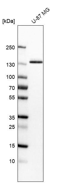 Integrin alpha 3/CD49c Antibody (CL6937) - Azide and BSA Free Western Blot: Integrin alpha 3/CD49c Antibody [NBP3-44395]