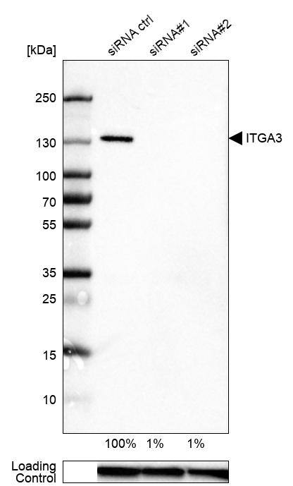 Integrin alpha 3/CD49c Antibody (CL6937) - Azide and BSA Free Western Blot: Integrin alpha 3/CD49c Antibody [NBP3-44395]