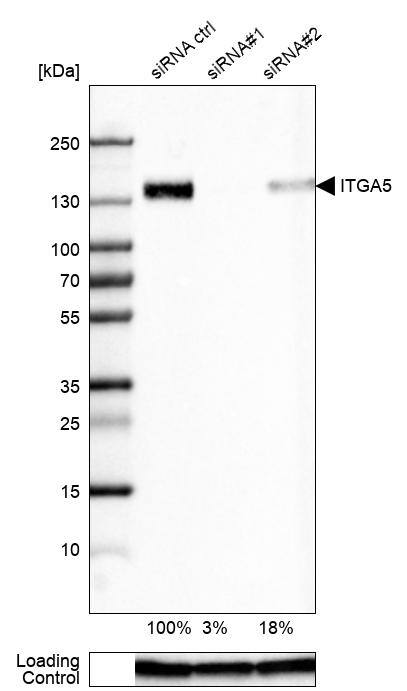 Integrin alpha 5/CD49e Antibody (CL6951) - Azide and BSA Free Western Blot: Integrin alpha 5/CD49e Antibody [NBP3-44404]