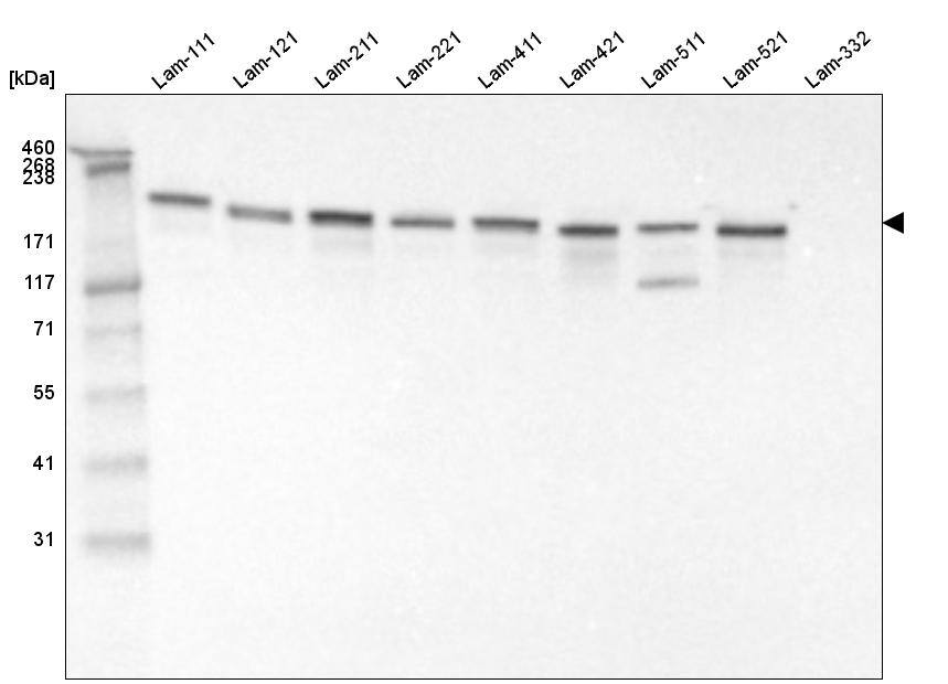 Laminin gamma 1 Antibody (CL3196) - Azide and BSA Free Western Blot: Laminin gamma 1 Antibody [NBP3-44405]