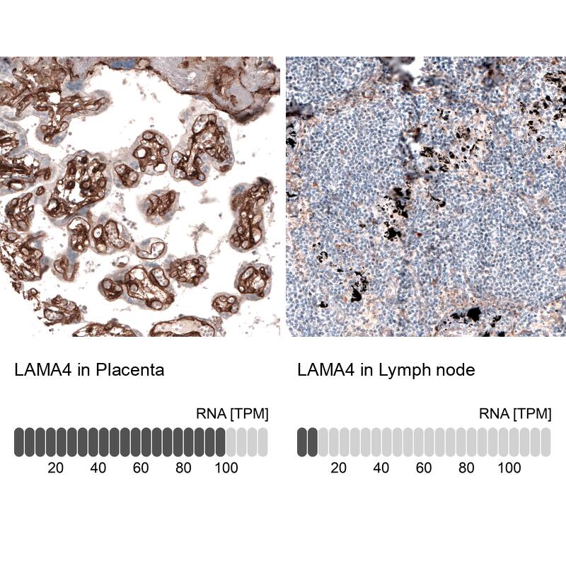 Laminin alpha 4 Antibody (CL3183) - Azide and BSA Free Immunohistochemistry-Paraffin: Laminin alpha 4 Antibody [NBP3-44408]