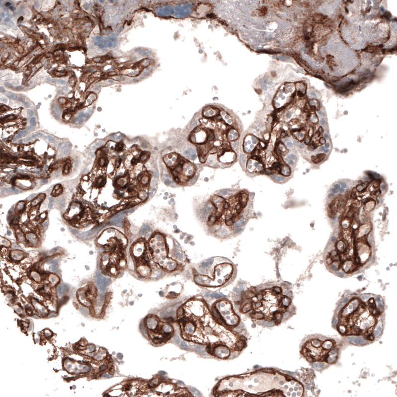 Laminin alpha 4 Antibody (CL3183) - Azide and BSA Free Immunohistochemistry-Paraffin: Laminin alpha 4 Antibody [NBP3-44408]