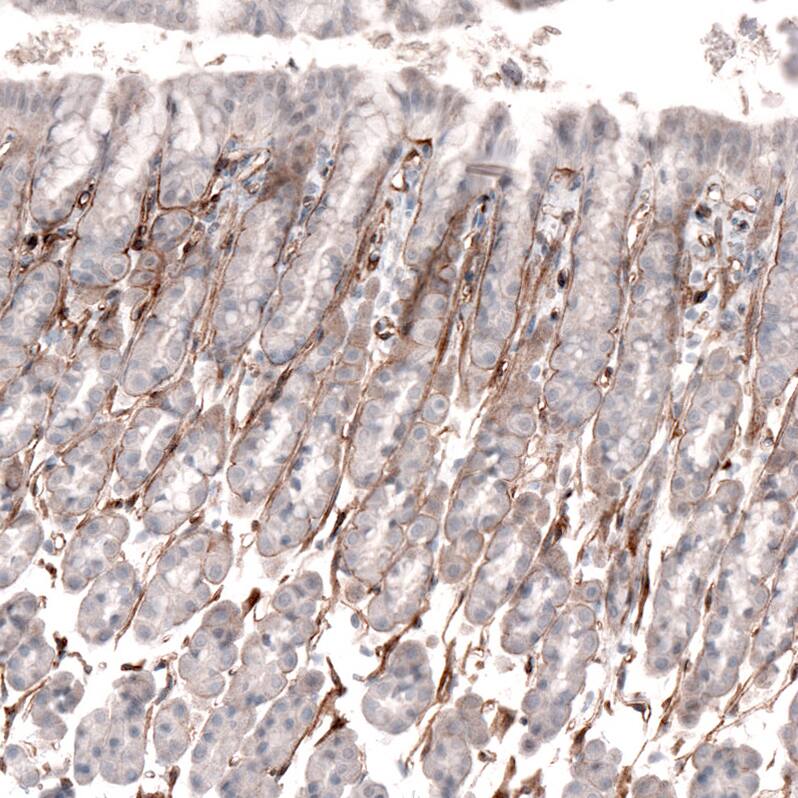 Laminin alpha 4 Antibody (CL3183) - Azide and BSA Free Immunohistochemistry-Paraffin: Laminin alpha 4 Antibody [NBP3-44408]